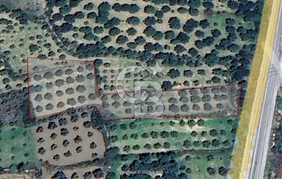 Aydın Karacasu Ataeymirde Anayola Cepheli Satılık Zeytinlik