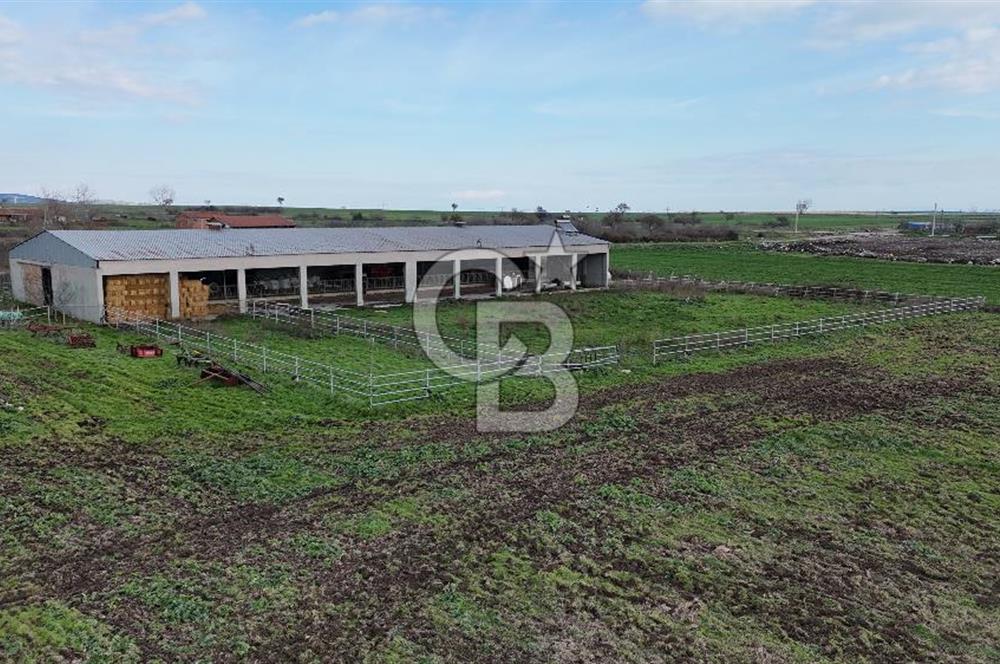 ÇANAKKALE BİGA KOCAGÜR KÖYÜ'NDE SATILIK FIRSAT ÇİFTLİK!!!