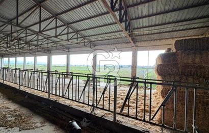 ÇANAKKALE BİGA KOCAGÜR KÖYÜ'NDE SATILIK FIRSAT ÇİFTLİK!!!