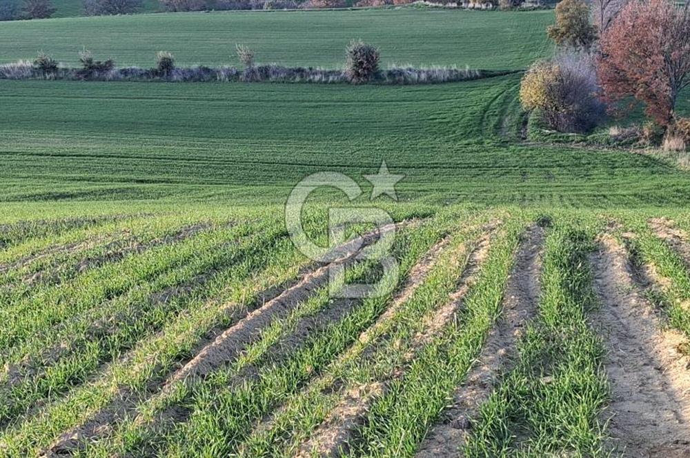 Musa Köyü | Bitişik 2 Parsel Tarla | 17.000 m² | Ana Yola Yakın
