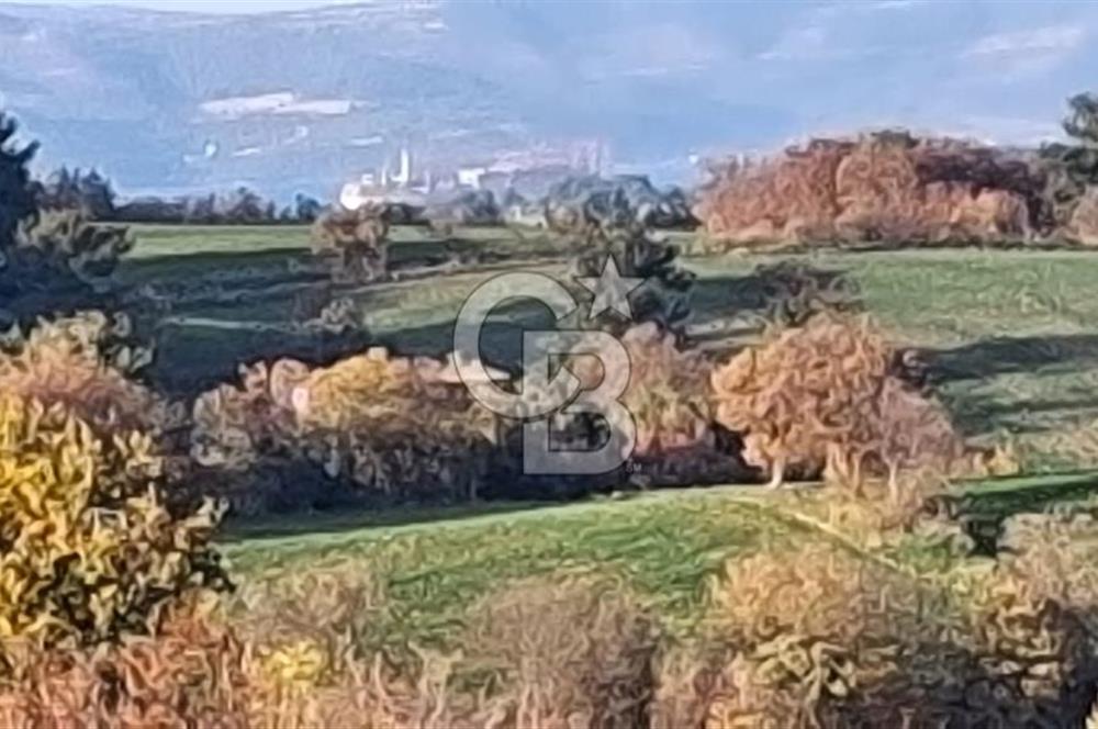 Musa Köyü | Bitişik 2 Parsel Tarla | 17.000 m² | Ana Yola Yakın