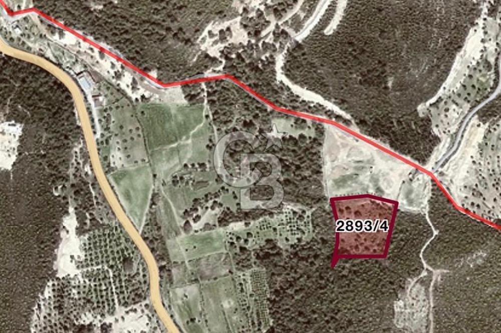 Urla Ovacık 7661m2 Satılık zeytinli Tarla