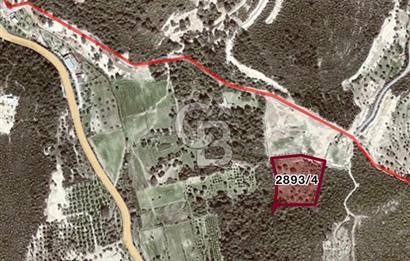 Urla Ovacık 7661m2 Satılık zeytinli Tarla