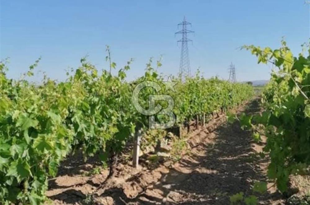 Manisa Turgutlu Musalar Yeniköy Mahallesinde Satılık Bağ