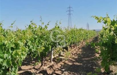 Manisa Turgutlu Musalar Yeniköy Mahallesinde Satılık Bağ