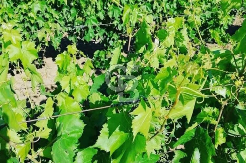 Manisa Turgutlu Musalar Yeniköy Mahallesinde Satılık Bağ