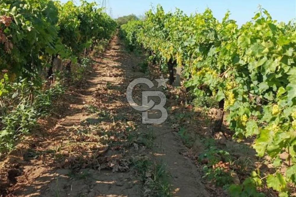 Manisa Turgutlu Musalar Yeniköy Mahallesinde Satılık Bağ