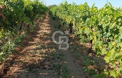 Manisa Turgutlu Musalar Yeniköy Mahallesinde Satılık Bağ