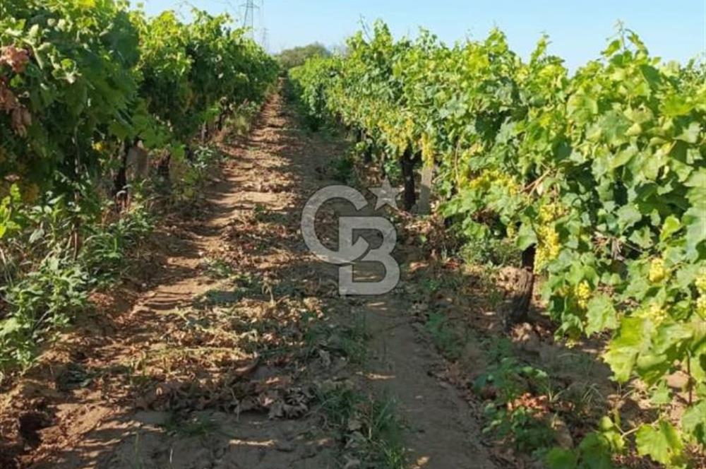 Manisa Turgutlu Musalar Yeniköy Mahallesinde Satılık Bağ