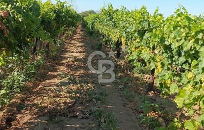 Manisa Turgutlu Musalar Yeniköy Mahallesinde Satılık Bağ