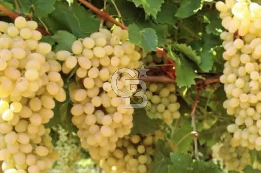 Manisa Turgutlu Musalar Yeniköy Mahallesinde Satılık Bağ