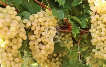 Manisa Turgutlu Musalar Yeniköy Mahallesinde Satılık Bağ