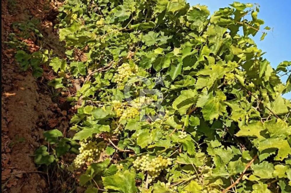 Manisa Turgutlu Musalar Yeniköy Mahallesinde Satılık Bağ