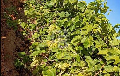Manisa Turgutlu Musalar Yeniköy Mahallesinde Satılık Bağ