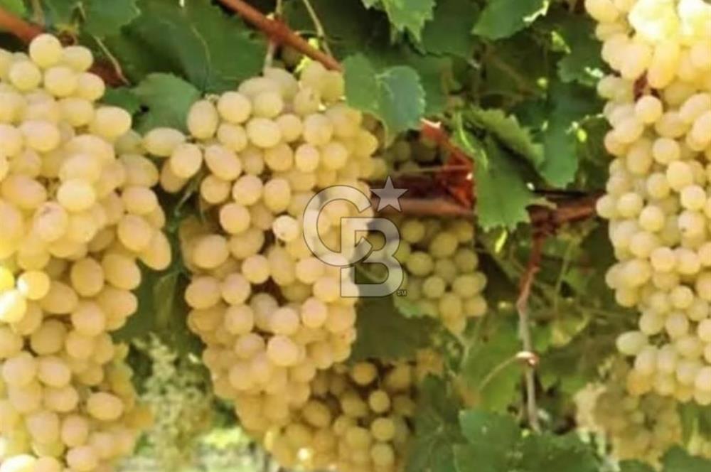 Manisa Turgutlu Musalar Yeniköy Mahallesinde Satılık Bağ