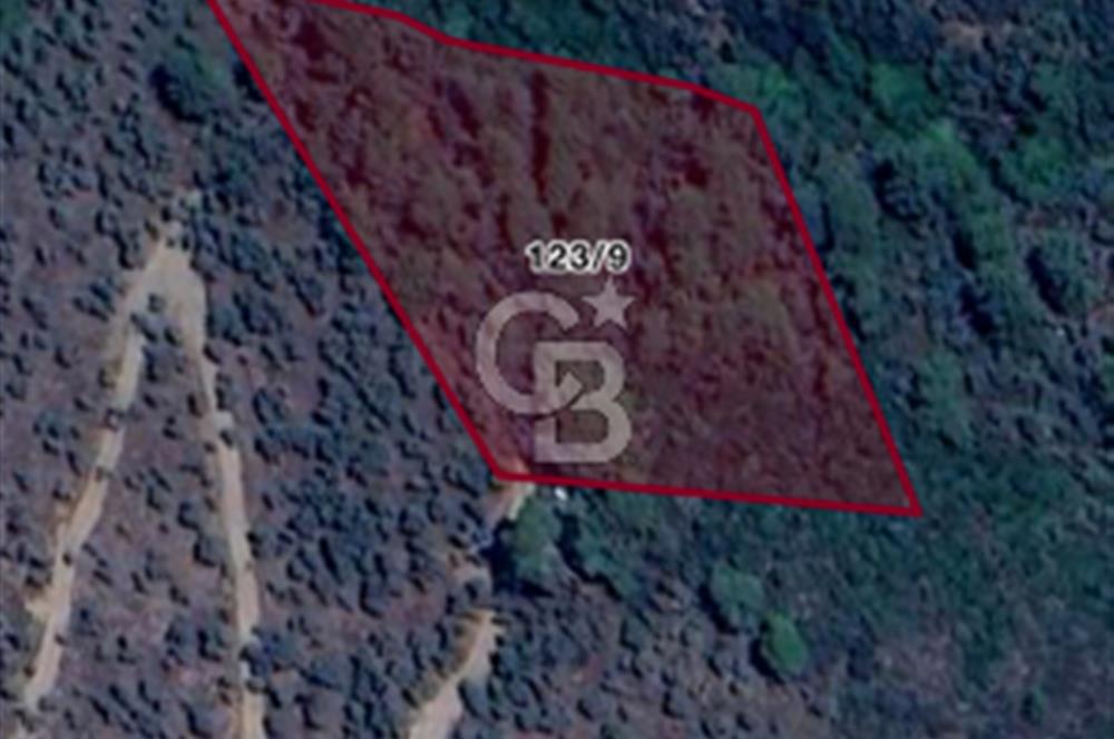 CB NİSH'TEN MİLAS SELİMİYE'DE SATILIK ZEYTİNLİK