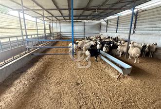 BURSA MUSTAFAKEMALPAŞA'DA AVRUPA STANDARTLARINDA SATILIK ÇİFTLİK - 2 - 333325