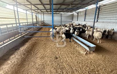 BURSA MUSTAFAKEMALPAŞA'DA AVRUPA STANDARTLARINDA SATILIK ÇİFTLİK