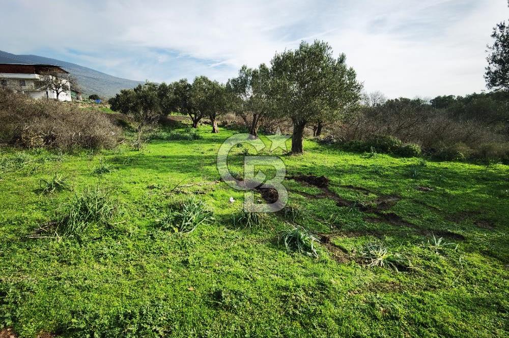 İzmir Aliağa Satılık Zeytinlik Tarla