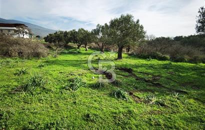 İzmir Aliağa Satılık Zeytinlik Tarla