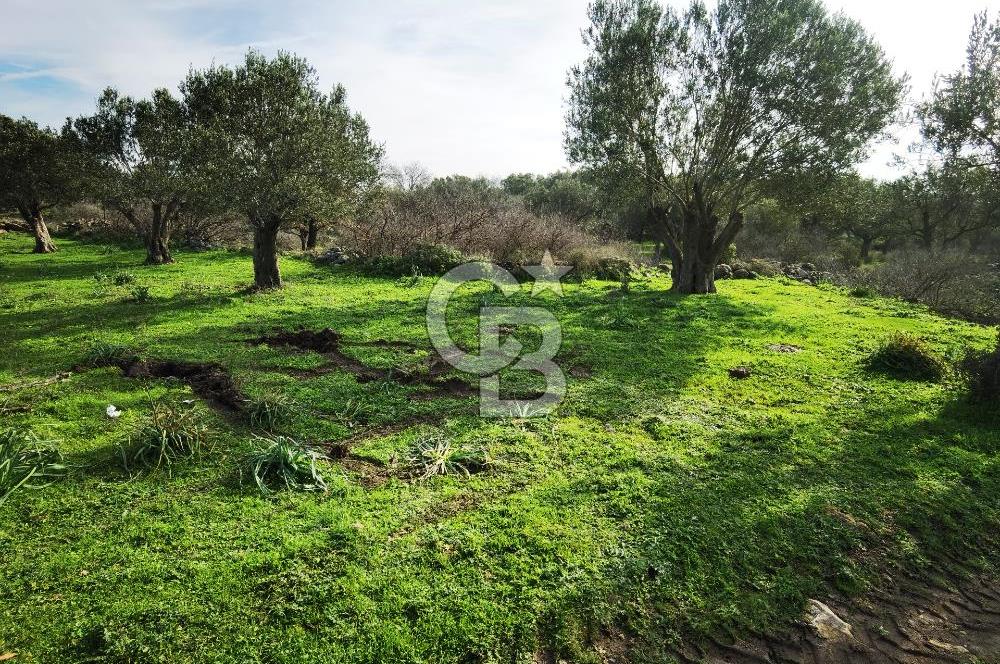 İzmir Aliağa Satılık Zeytinlik Tarla