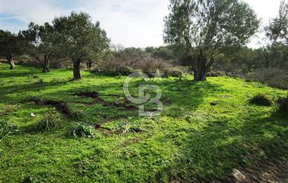 İzmir Aliağa Satılık Zeytinlik Tarla