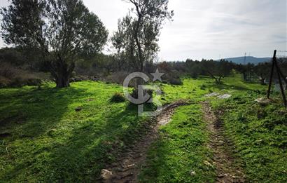 İzmir Aliağa Satılık Zeytinlik Tarla