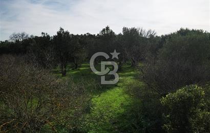 İzmir Aliağa Satılık Zeytinlik Tarla