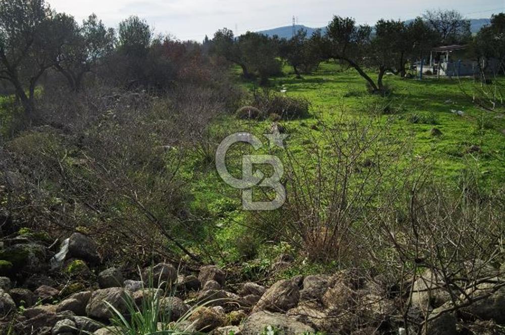 İzmir Aliağa Satılık Zeytinlik Tarla