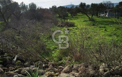 İzmir Aliağa Satılık Zeytinlik Tarla