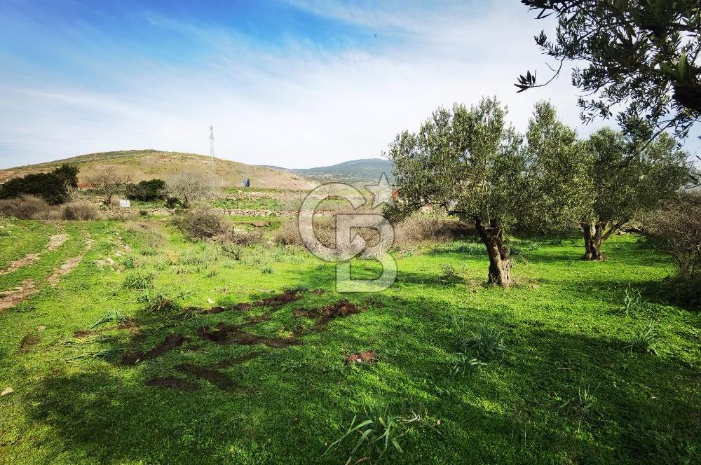 İzmir Aliağa Satılık Zeytinlik Tarla