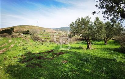 İzmir Aliağa Satılık Zeytinlik Tarla