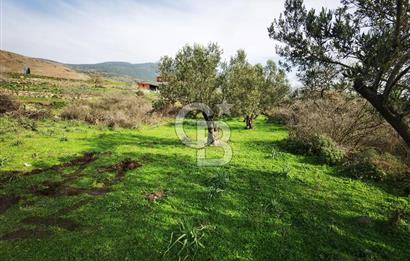 İzmir Aliağa Satılık Zeytinlik Tarla