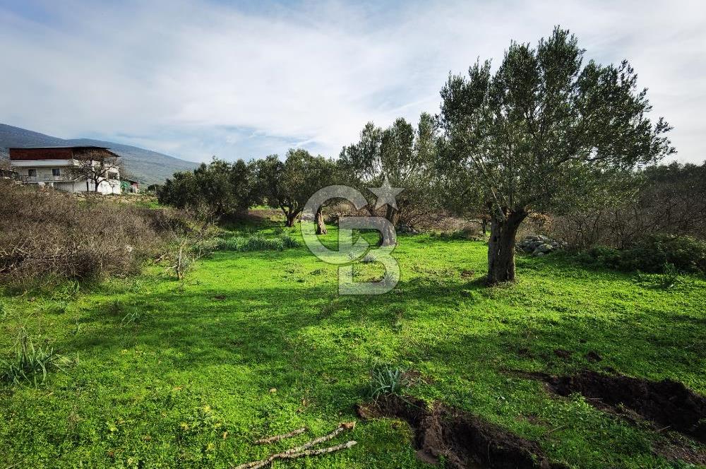 İzmir Aliağa Satılık Zeytinlik Tarla