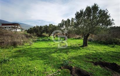 İzmir Aliağa Satılık Zeytinlik Tarla