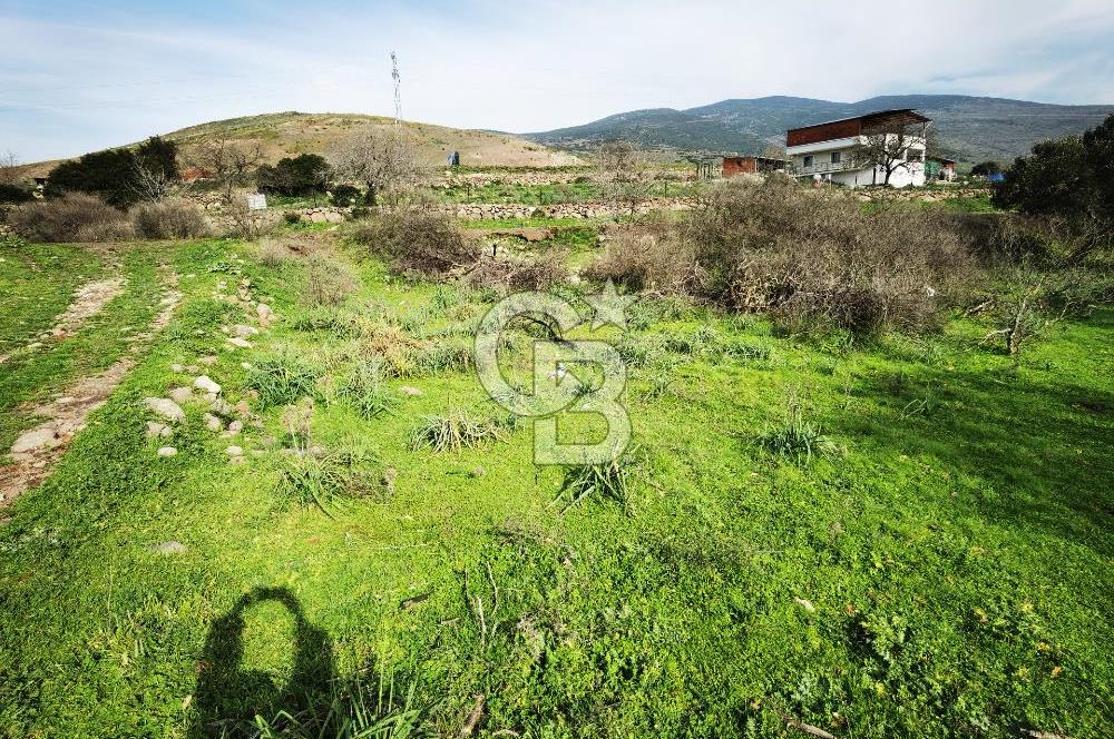 İzmir Aliağa Satılık Zeytinlik Tarla