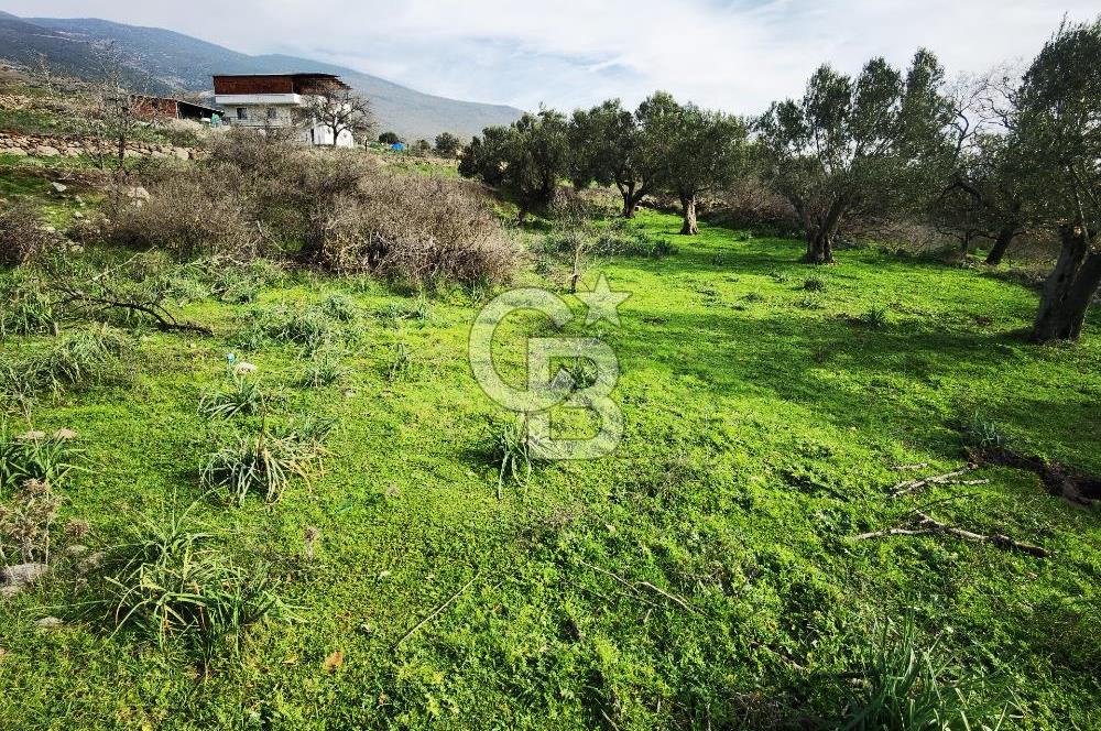 İzmir Aliağa Satılık Zeytinlik Tarla