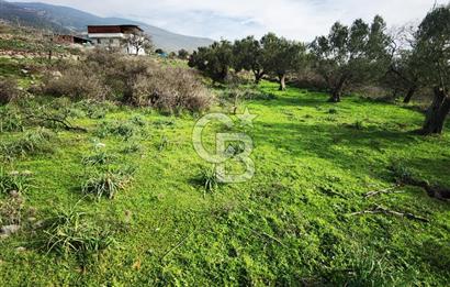İzmir Aliağa Satılık Zeytinlik Tarla
