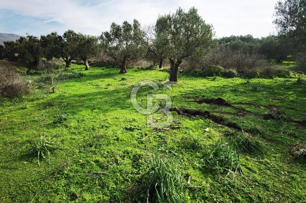 İzmir Aliağa Satılık Zeytinlik Tarla