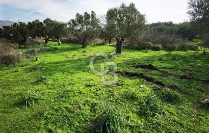 İzmir Aliağa Satılık Zeytinlik Tarla
