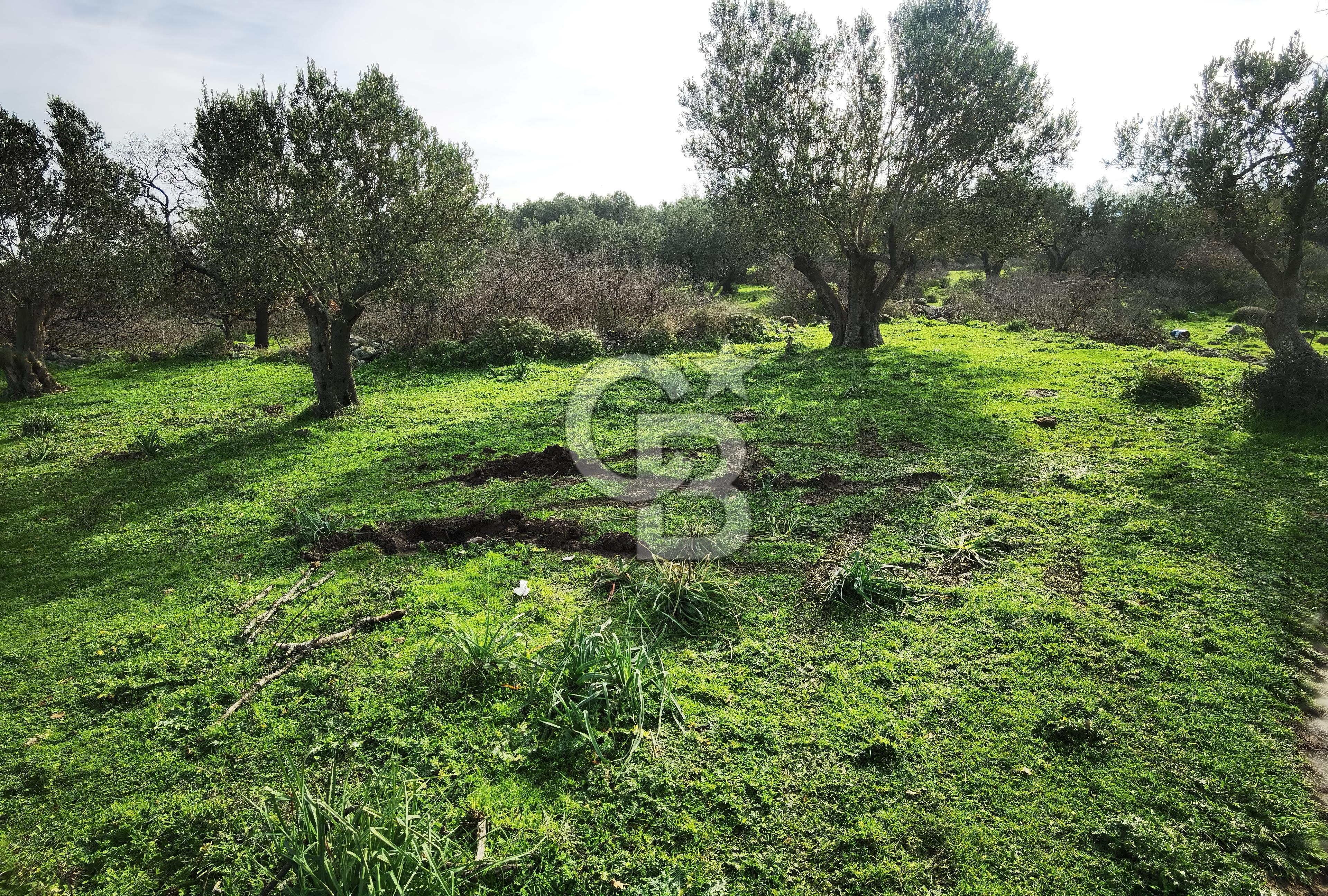 İzmir Aliağa Satılık Zeytinlik Tarla