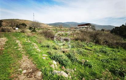 İzmir Aliağa Satılık Zeytinlik Tarla