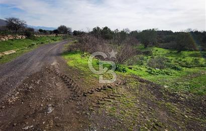 İzmir Aliağa Satılık Zeytinlik Tarla