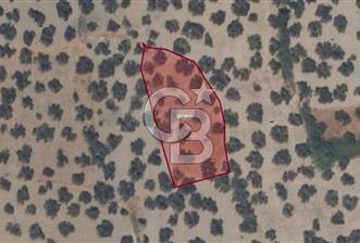 AYVALIK SATILIK ZEYTİNLİK  - 9 - 333369