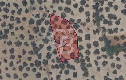 AYVALIK SATILIK ZEYTİNLİK 