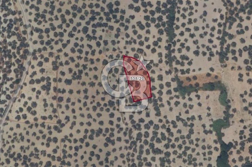 AYVALIK SATILIK ZEYTİNLİK 