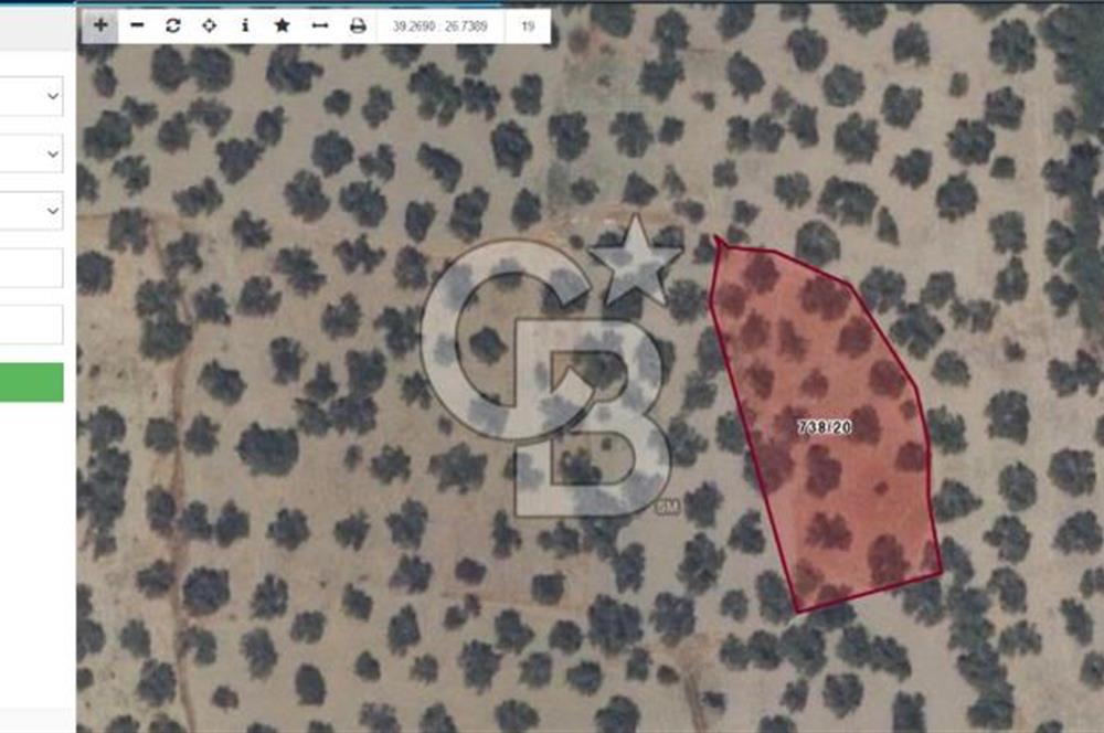 AYVALIK SATILIK ZEYTİNLİK 