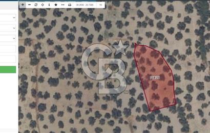 AYVALIK SATILIK ZEYTİNLİK 