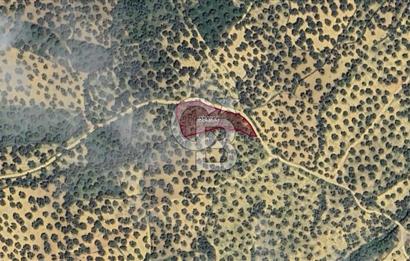 GÖMEÇ KEMALPAŞA’DA SATILIK ZEYTİNLİK