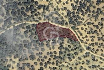 GÖMEÇ KEMALPAŞA’DA SATILIK ZEYTİNLİK - 2 - 333411